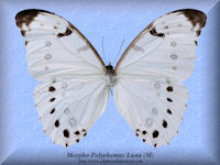 201-butterfly-Morpho-Polyphemus-Luna-Central America-(M)
